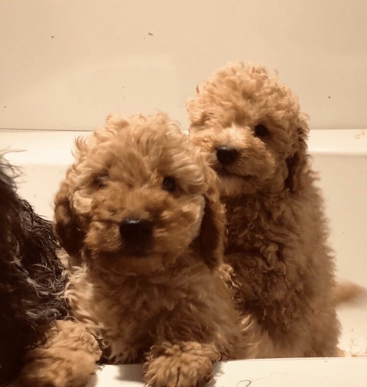 cockapoo puppies gumtree